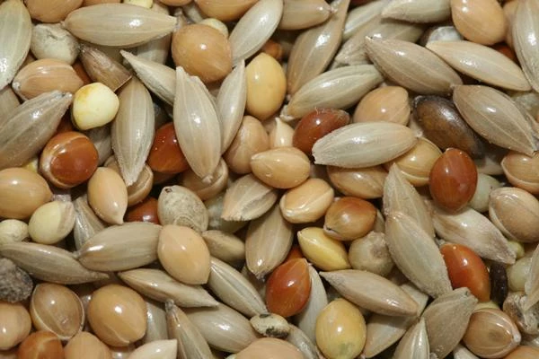 Canary Seed Price in China Keeps Rising for Second Month to $995 per Ton
